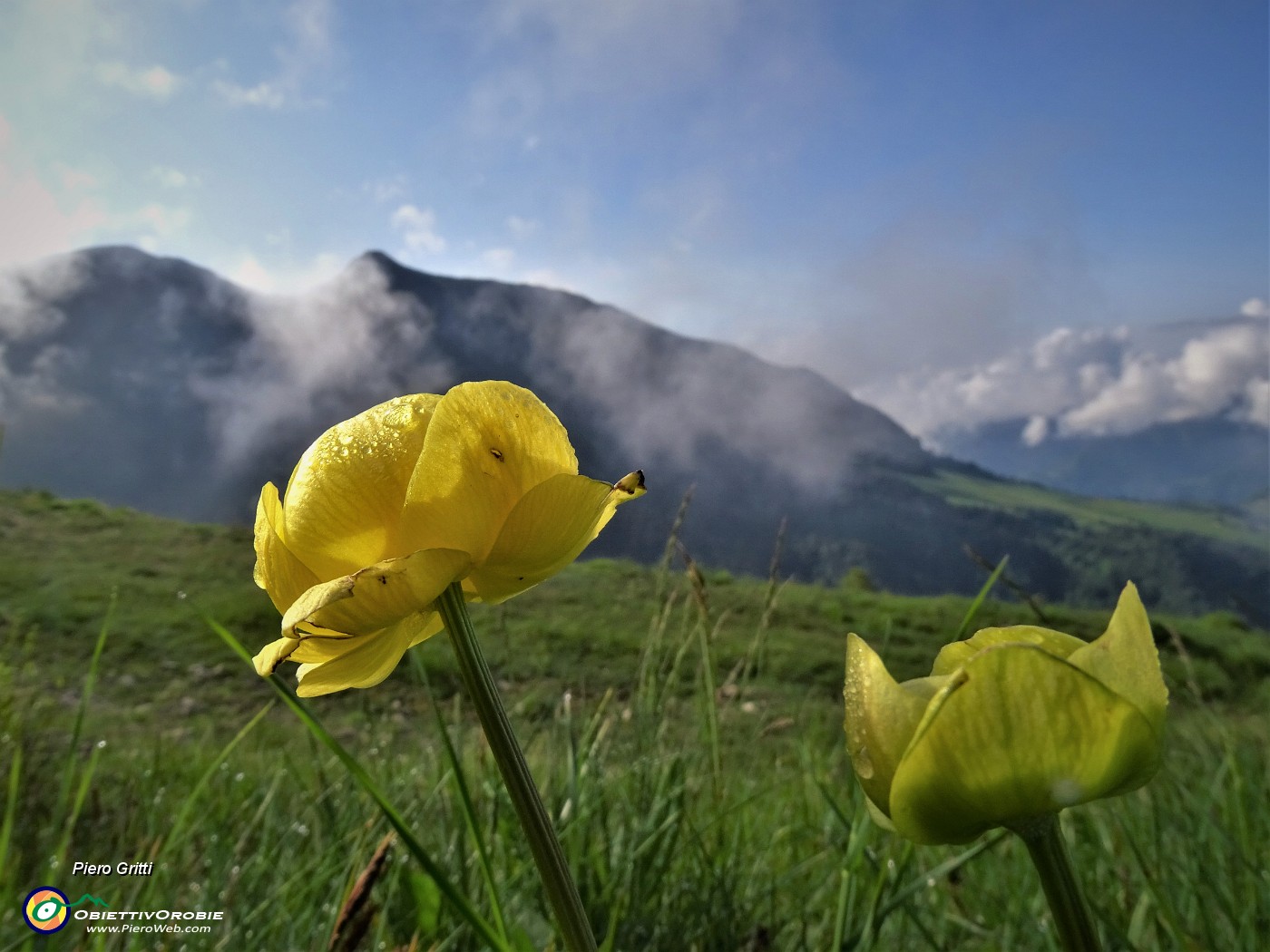 19 Primi Trollius europaeus (Botton d'oro) con vista in Cime Grem-Foppazzi ma per poco....JPG